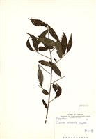 藏品(能高山茶)的圖片